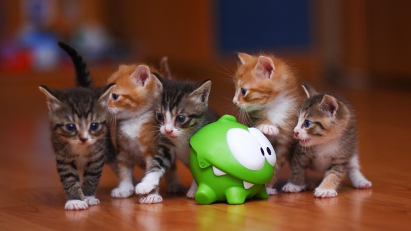 Маленькие котята играют с зеленой игрушкой обои hd для рабочего стола