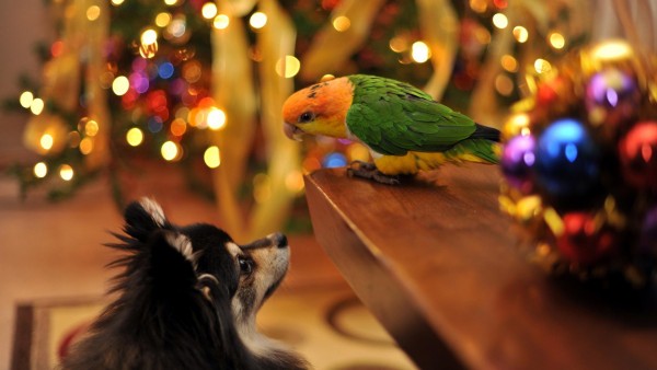 hd обои собака и попугай друзья на Новый год и Рождество