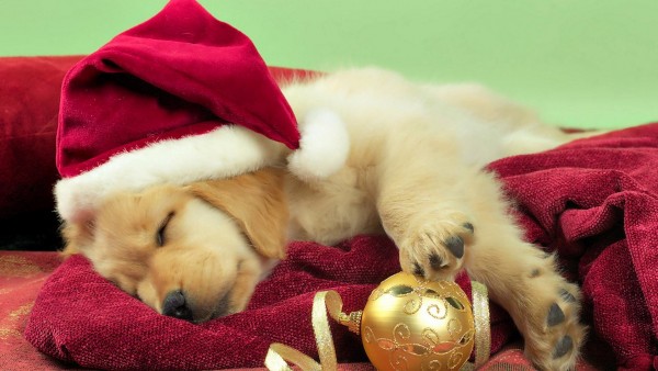 Праздники, Рождество, милая собака, бесплатные картинки, сон, Новый год, санта