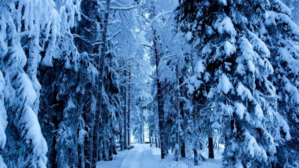 Природа, Зима, Снег, Деревья для Android обои скачать