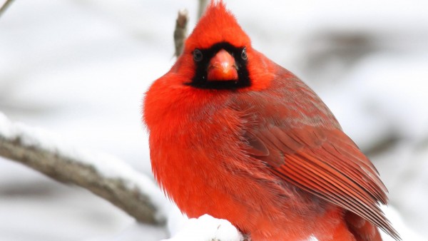 Кардинал Птица, красные перья, деревья, снег, зимняя стужа, бесплатно, картинки