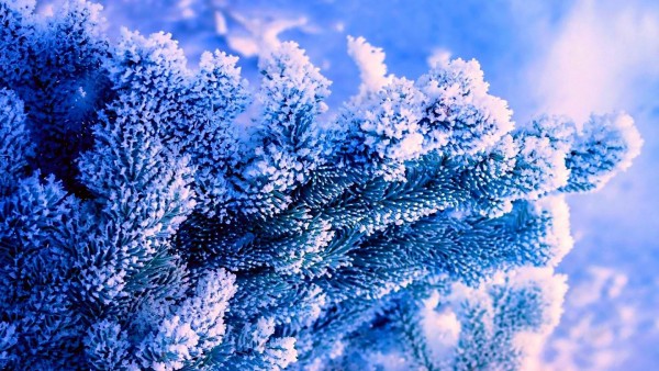 Зима, природа, дерево, синий фон, Ель, снег, мороз, Фотографии, картинки