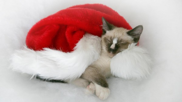 Кот, пятнистый, шляпа, Санта-Клаус, Дед мороз, Новый год, рождество, картинки, обои