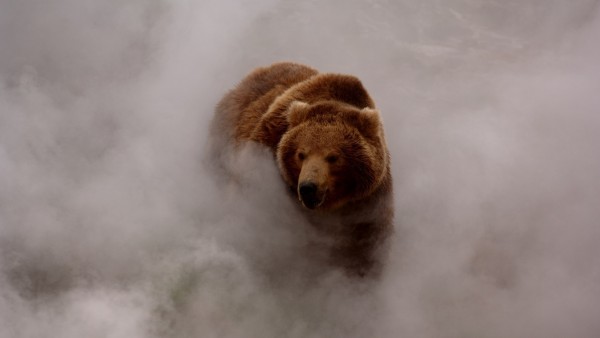 Медведь в тумане обои для рабочего стола