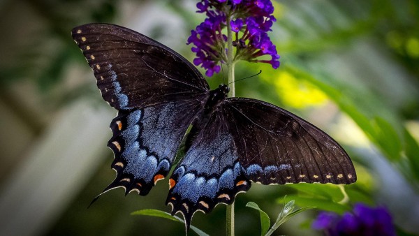 Бабочка, природа, насекомые, макро зум, высокого качества, фото
