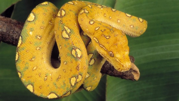Желтая змея на ветке