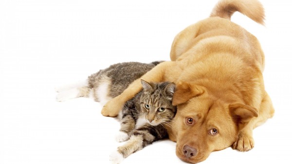 Кошка и собака животный мир обои для рабочего стола