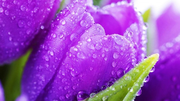 Капли воды на фиолетовых тюльпанах 
