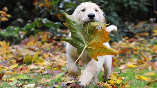 Золотая осень ретривер щенок играет с листвой
