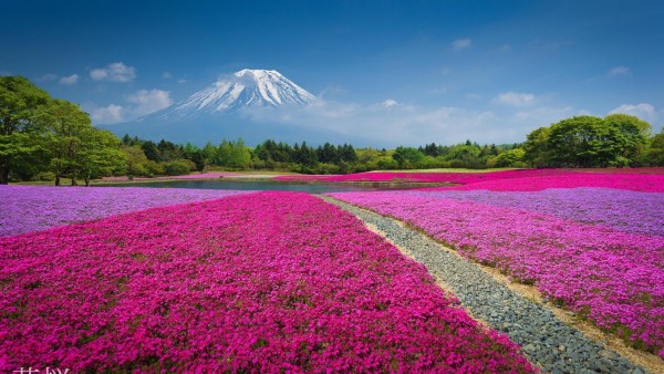 HD Китай Гора цветы природа вулкан фото скачать обои