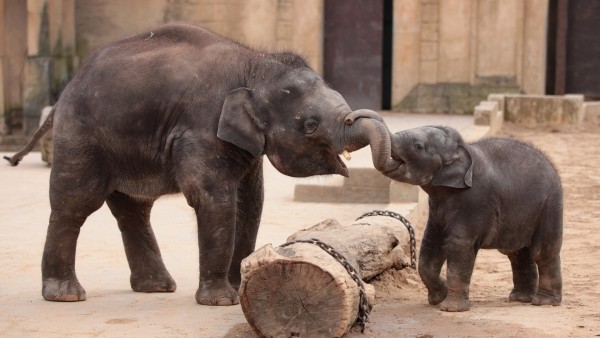 Два молодых слоника