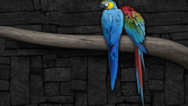 Синий и желтый и Красный ара попугаи