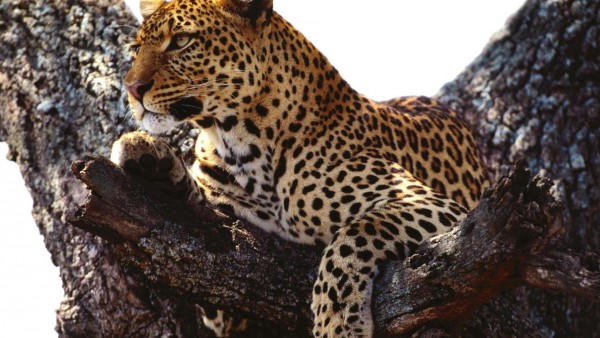 Леопард на дереве обои