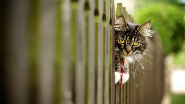 Кот выглядывает через забор