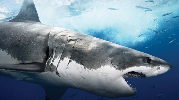 Подводный мир, тигровая акула