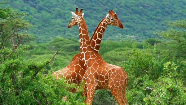 Животные в Африке, пара жирафов