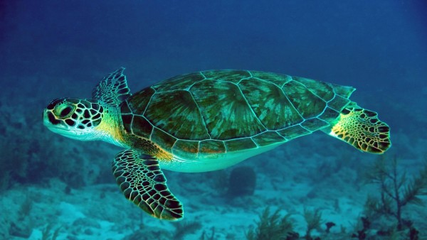 Зеленая черепаха Купание в море