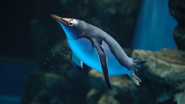 Пингвин фото