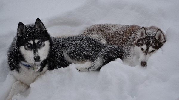 Хаски собаки в снегу