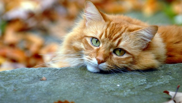 зеленоглазая кошка