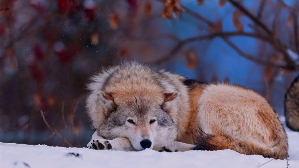 Волк сидит в снегу