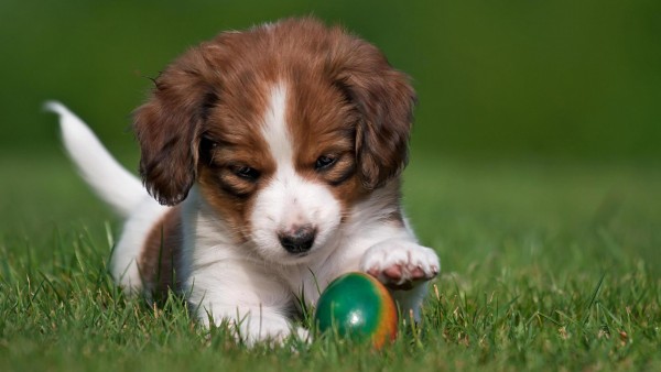 Коикерхондье, собака, щенок, мяч, игривый