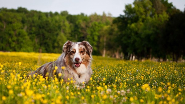 Счастливая собака между цветами