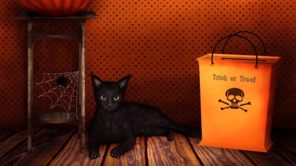 Хэллоуин, черный котенок, праздник, заставки