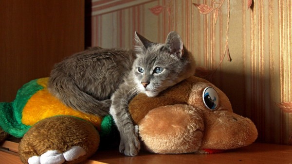 кот обнимая игрушки