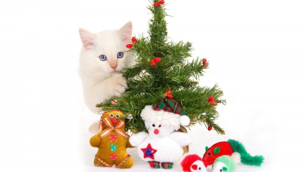 Белый котенок спрятался за елкой
