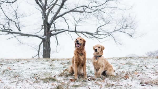 Счастливые собаки на поле