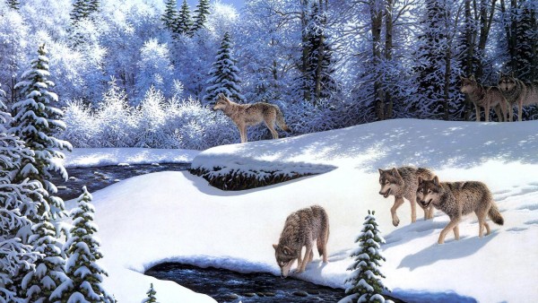 Волки на реке
