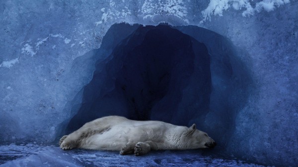 полярный медведь спит