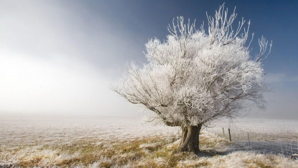 морозное дерево