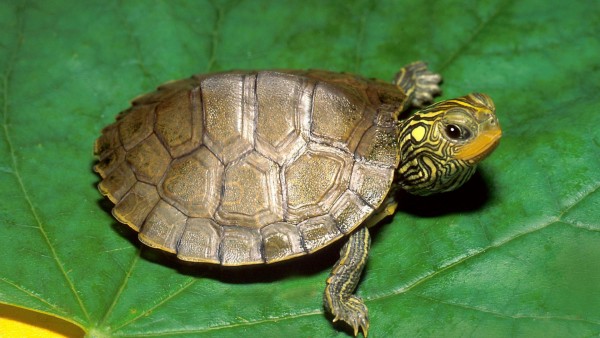 черепаха на зеленом листе