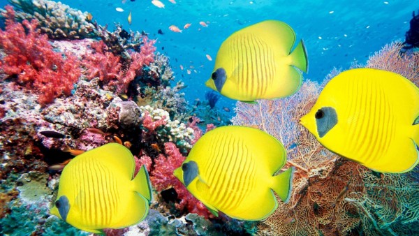 Тропические рыбы, желтые рыбки, каралы, риф