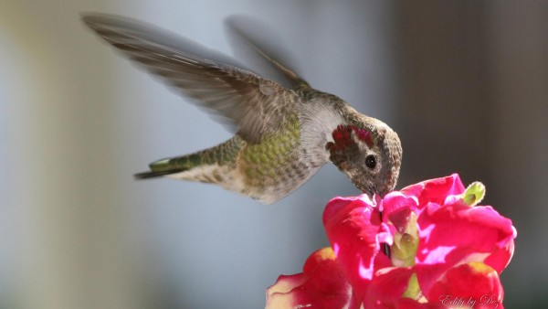 колибри птицы высокого разрешения