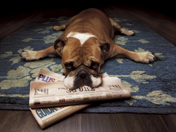 Бульдог, газеты, ленивая собака, английский