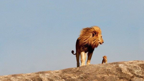 маленький львенок и большой папа лев