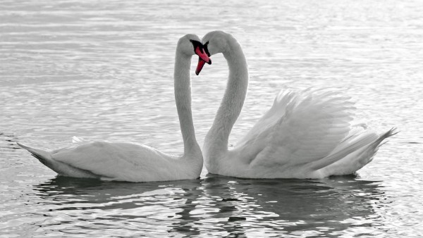 Птицы, лебеди, пруд, любовь, романтика, эмоции