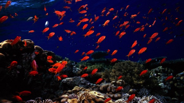 подводный мир, океан, рыбы
