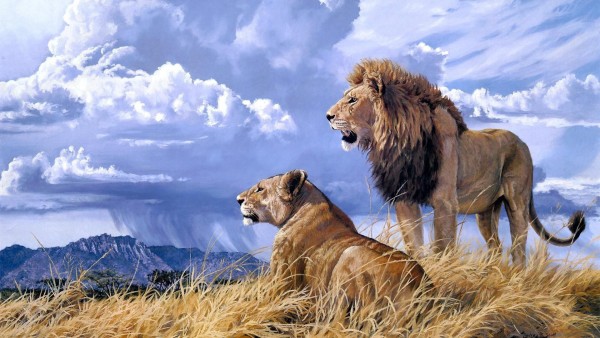 Животные, кошки, лев, пейзаж, дикая природа, Африки, Пара, Любовь, небо, облака