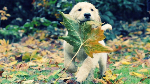 Осенние животные, листья, травы, собаки, щенки, золотистый ретривер
