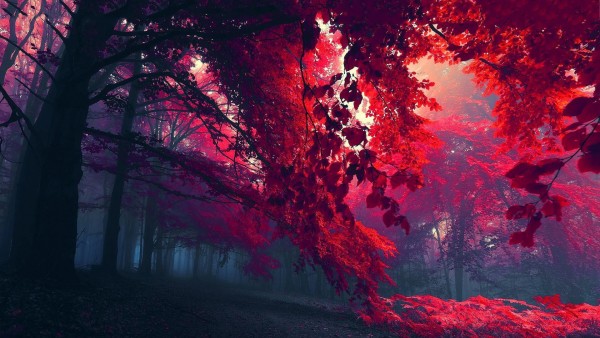 деревья с красной листвой осенью