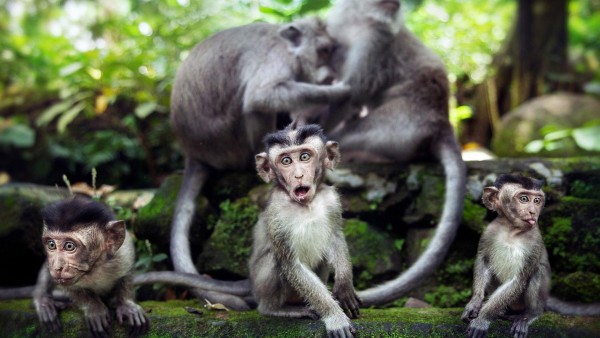 очаровательные обезьяны