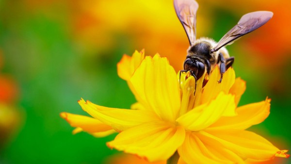 пчела, нектар, цветок