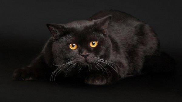 Черные кошки, глаза, обои, free background, wallpaper