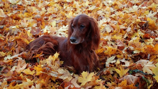 Собака лежит в листве