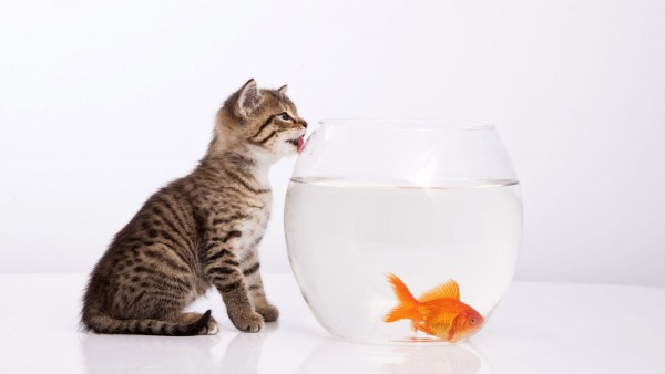 кот облизывая аквариум