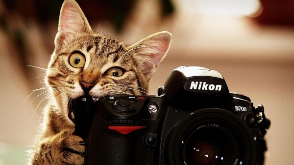 кошка, камера, смешно